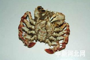 蟹壳图片,探寻海洋珍宝的神秘面纱